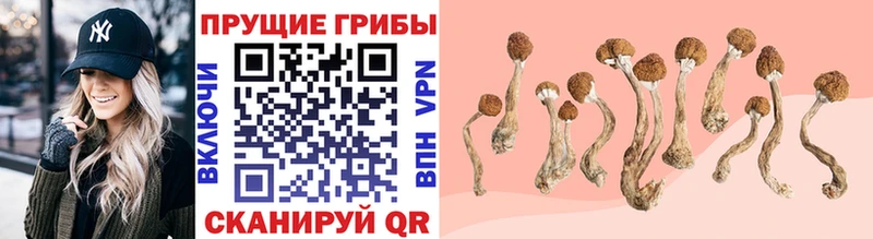 Галлюциногенные грибы Cubensis  Кувшиново 